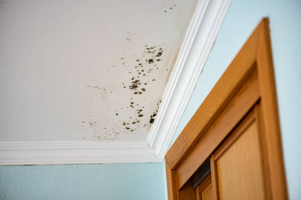 Best Basement Mold Remediation in Cedar Lake, IN
