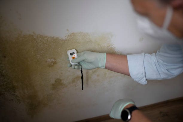 Best White Mold Remediation in Cedar Lake, IN